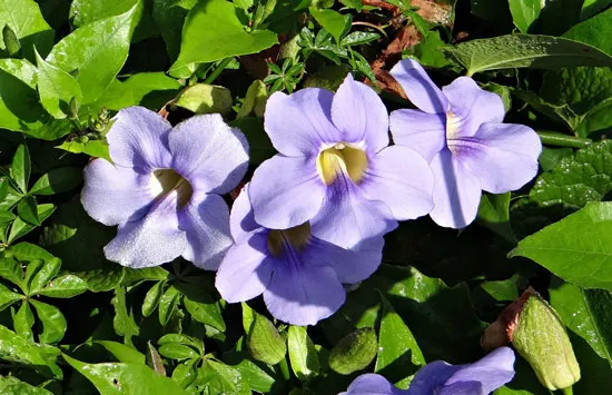 Climbing Flowers that Make Your Garden More Attractive Blue Sky Vine Climbing Flowers that Make Your Garden More Attractive Blue Sky Vine
