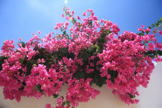 Climbing Flowers that Make Your Garden More Attractive Bougainvillea Climbing Flowers that Make Your Garden More Attractive Bougainvillea