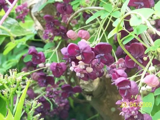 Climbing Flowers that Make Your Garden More Attractive Chocolate Vine Climbing Flowers that Make Your Garden More Attractive Chocolate Vine