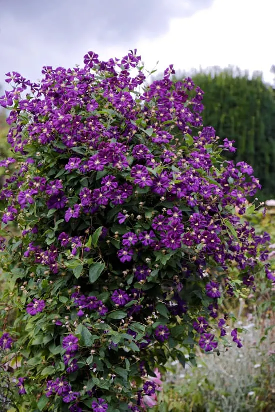 Climbing Flowers that Make Your Garden More Attractive Clematis Etoile Violette Climbing Flowers that Make Your Garden More Attractive Clematis Etoile Violette