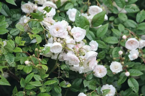 Climbing Flowers that Make Your Garden More Attractive Climbing Rose Climbing Flowers that Make Your Garden More Attractive Climbing Rose
