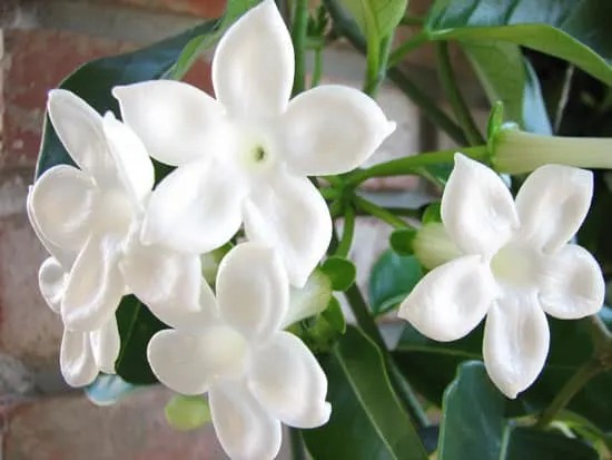 Climbing Flowers that Make Your Garden More Attractive Madagascar Jasmine Climbing Flowers that Make Your Garden More Attractive Madagascar Jasmine