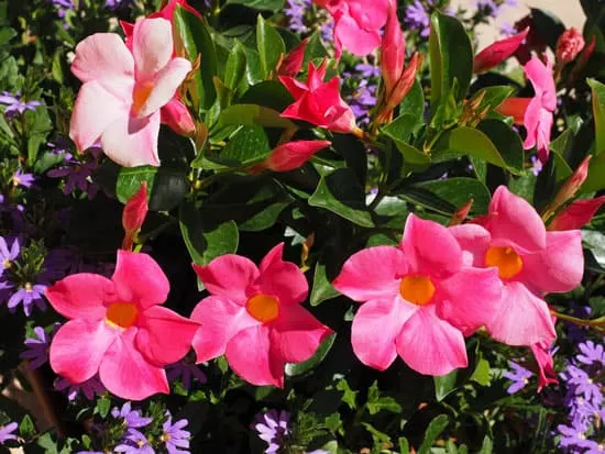 Climbing Flowers that Make Your Garden More Attractive Mandevilla Climbing Flowers that Make Your Garden More Attractive Mandevilla