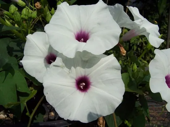 Climbing Flowers that Make Your Garden More Attractive Moonflower Climbing Flowers that Make Your Garden More Attractive Moonflower