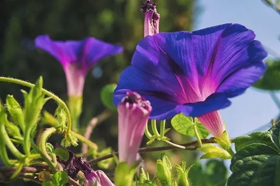 Climbing Flowers that Make Your Garden More Attractive Morning Glory Climbing Flowers that Make Your Garden More Attractive Morning Glory