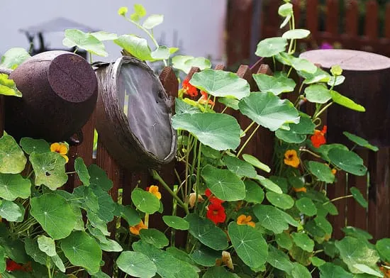 Climbing Flowers that Make Your Garden More Attractive Nasturtium Climbing Flowers that Make Your Garden More Attractive Nasturtium