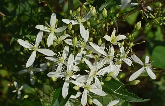 Climbing Flowers that Make Your Garden More Attractive Sweet Autumn Clematis Clematis Terniflora