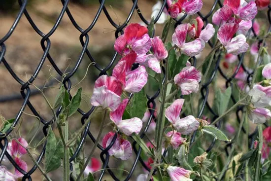 Climbing Flowers that Make Your Garden More Attractive Sweet Pea Climbing Flowers that Make Your Garden More Attractive Sweet Pea