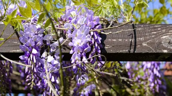 Climbing Flowers that Make Your Garden More Attractive Wisteria Climbing Flowers that Make Your Garden More Attractive Wisteria