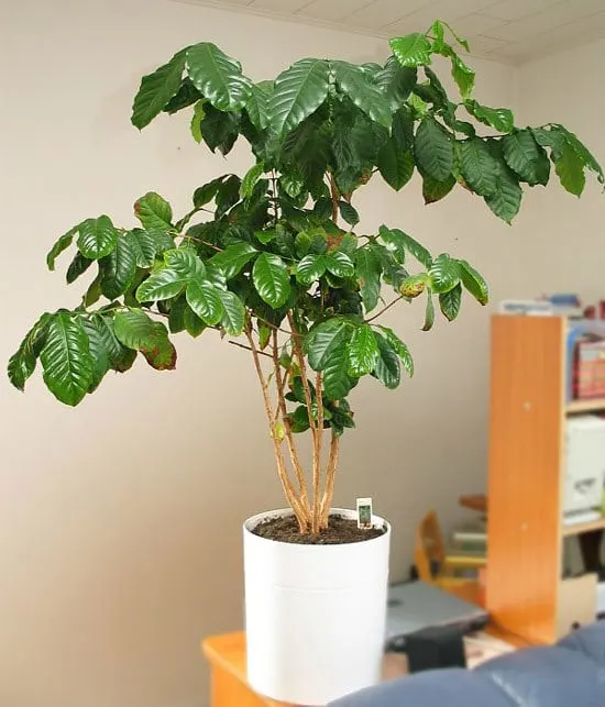 Coffee Plant Plant Cutest Small Indoor Plants