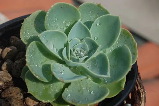 Echeveria Cutest Small Indoor Plants