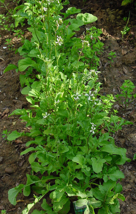 Fast Growing Salad Vegetables Arugula or Rocket Fast Growing Salad Vegetables Arugula or Rocket