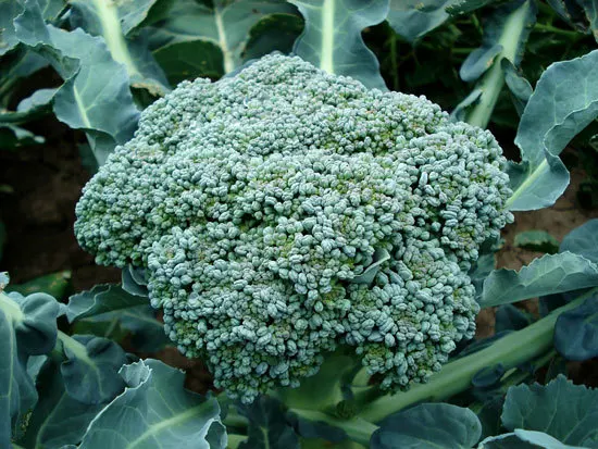 Fast Growing Salad Vegetables Broccolini and Broccoli Fast Growing Salad Vegetables Broccolini and Broccoli