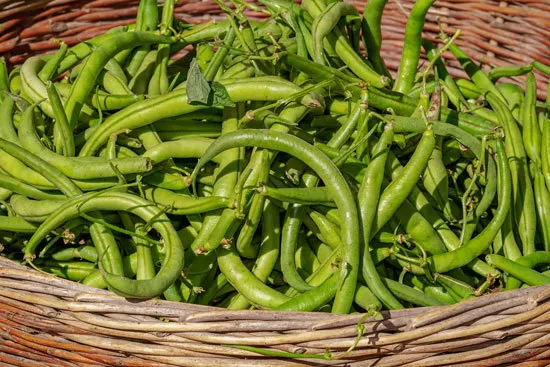 Fast Growing Salad Vegetables Bush Beans Fast Growing Salad Vegetables Bush Beans
