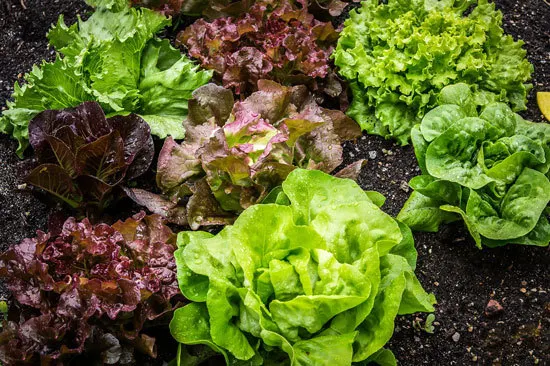 Fast Growing Salad Vegetables Lettuce Fast Growing Salad Vegetables Lettuce