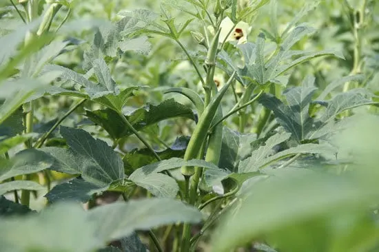 Fast Growing Salad Vegetables Okra