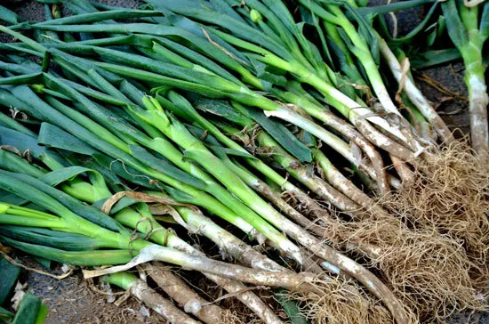 Fast Growing Salad Vegetables Spring Onions Fast Growing Salad Vegetables Spring Onions