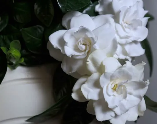 Gardenia Cutest Small Indoor Plants