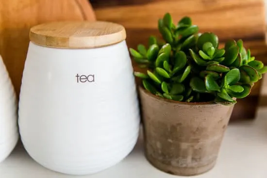 Jade Plant Cutest Small Indoor Plants Jade Plant Cutest Small Indoor Plants