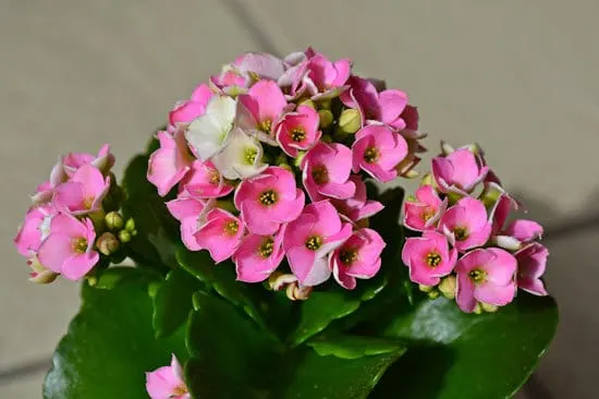 Kalanchoe Cutest Small Indoor Plants