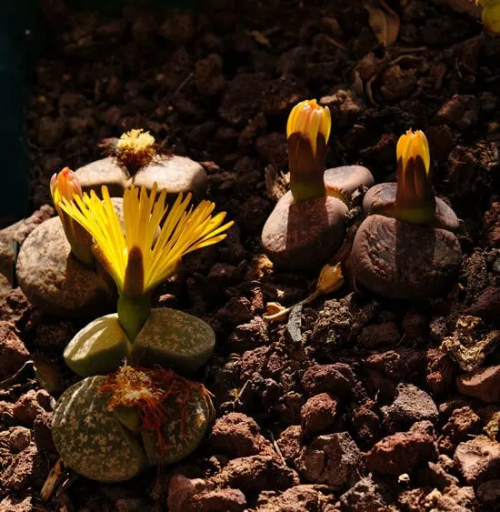 Lithops Cutest Small Indoor Plants