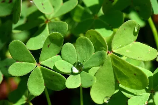 Oxalis Cutest Small Indoor Plants