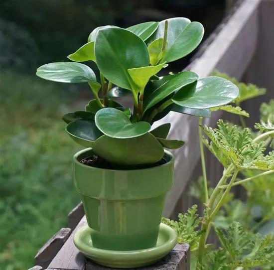 Peperomia Cutest Small Indoor Plants