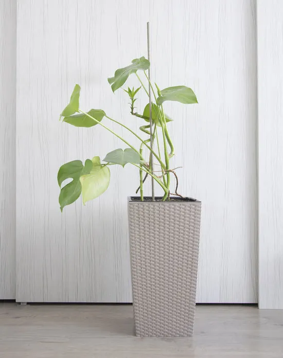 Philodendron Cutest Small Indoor Plants Philodendron Cutest Small Indoor Plants