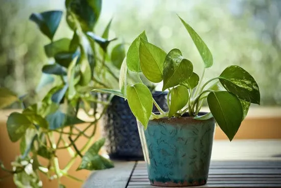 Pothos Money Plant Cutest Small Indoor Plants
