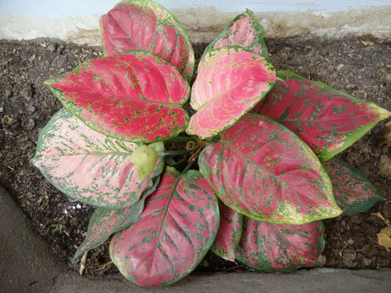 Red Aglaonema Cutest Small Indoor Plants