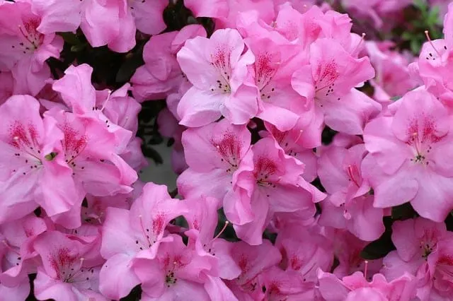 Rose Bush Alternatives Azalea Rose Bush Alternatives Azalea