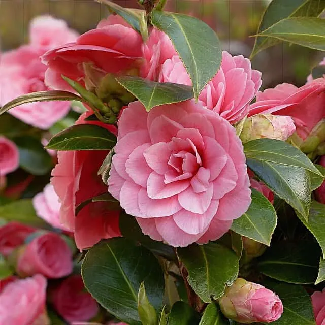 Rose Bush Alternatives Camellia Rose Bush Alternatives Camellia