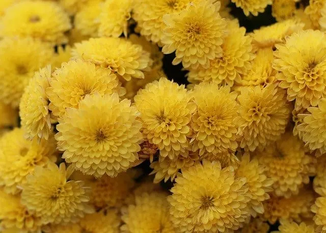 Rose Bush Alternatives Chrysanthemum Rose Bush Alternatives Chrysanthemum
