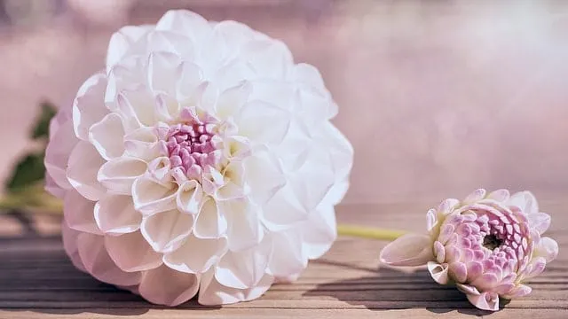 Rose Bush Alternatives Dahlia Rose Bush Alternatives Dahlia