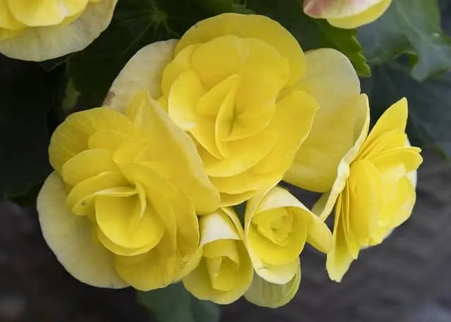 Rose Bush Alternatives Double Begonia