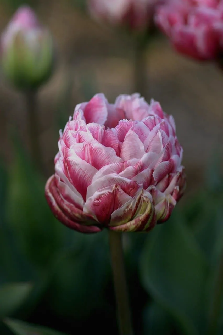 Rose Bush Alternatives Double Tulips Rose Bush Alternatives Double Tulips