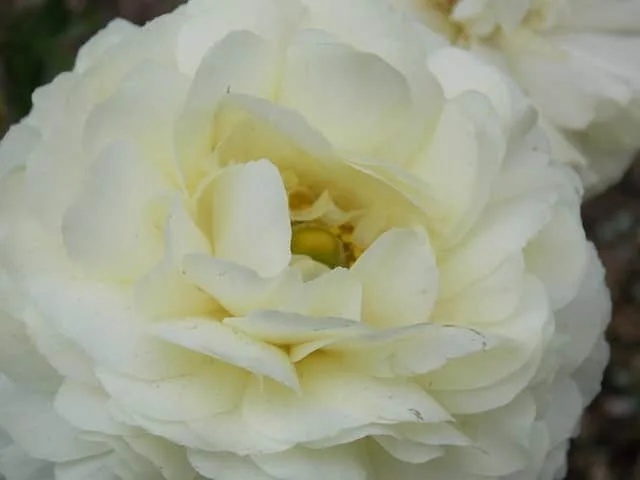 Rose Bush Alternatives Gardenia Rose Bush Alternatives Gardenia