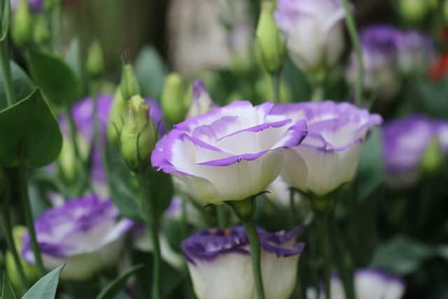 Rose Bush Alternatives Lisianthus