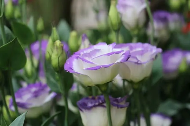 Rose Bush Alternatives Lisianthus Rose Bush Alternatives Lisianthus