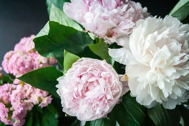 Rose Bush Alternatives Peony