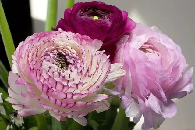 Rose Bush Alternatives Ranunculus Rose Bush Alternatives Ranunculus