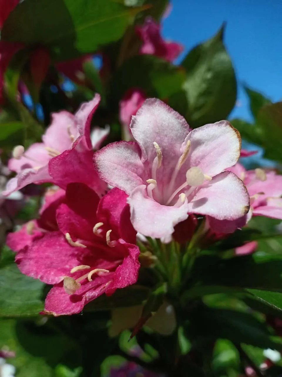 Rose Bush Alternatives Weigela