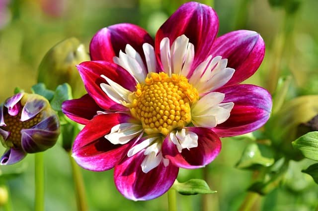 Rose Bush Alternatives Zinnia