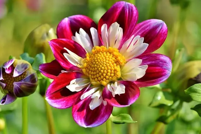 Rose Bush Alternatives Zinnia Rose Bush Alternatives Zinnia