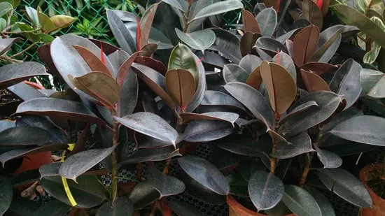 Rubber Tree Plant Ficus Elastica Cutest Small Indoor Plants Rubber Tree Plant Ficus Elastica Cutest Small Indoor Plants