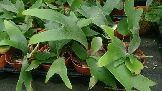 Staghorn Fern Cutest Small Indoor Plants