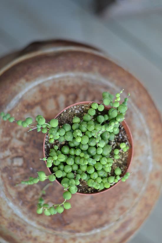 String of Pearls Cutest Small Indoor Plants