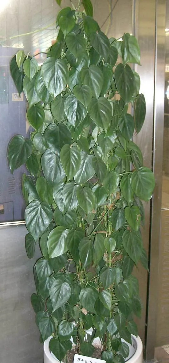 Sweetheart Plant Philodendron Scandens Cutest Small Indoor Plants Sweetheart Plant Philodendron Scandens Cutest Small Indoor Plants