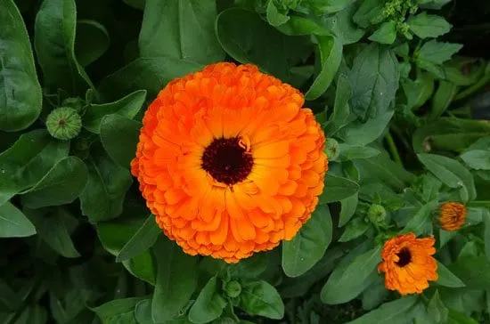 Worthy Easy and Fast Growing Flower Seeds Calendula English or Pot Marigold Worthy Easy and Fast Growing Flower Seeds Calendula English or Pot Marigold