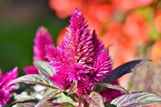 Worthy Easy and Fast Growing Flower Seeds Celosia or Cockscomb Worthy Easy and Fast Growing Flower Seeds Celosia or Cockscomb